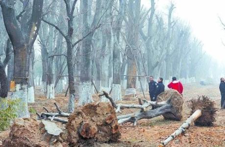 什么方法能让大树枯死 有什么方法使大树枯死？