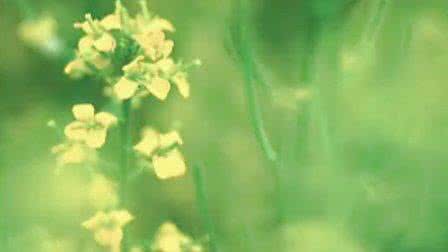 二胡技巧训练秘诀 二胡技巧训练秘诀 哪些技巧和秘诀可以让你的植物更好开花?