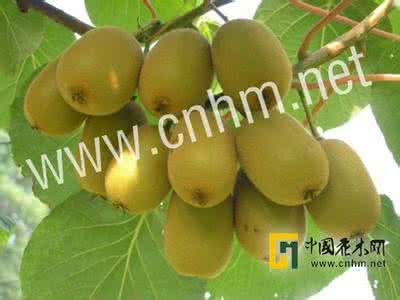 颈动脉内膜毛糙的原因 具糙硬毛的