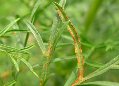 薄荷柄锈病 羊茅属柄锈菌锈病