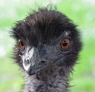 汤面片的家常做法好吃 鸸鹋 鸸鹋汤的做法,鸸鹋汤怎么做好吃,鸸鹋汤的家常做法