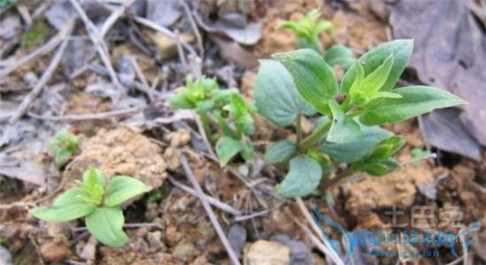 小红参的功效与作用 小红参 小红参的功效与作用