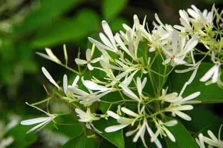 夜来香花可以吃吗 夜来香花 夜来香花怎么吃？