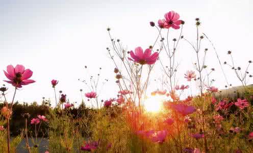 佛教与花 花与佛教与生活