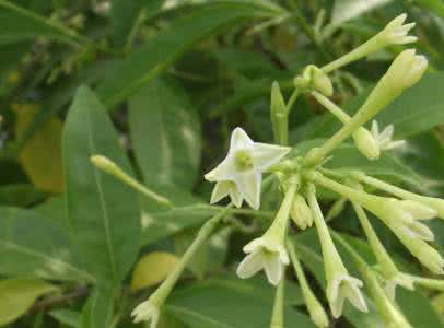 夜来香花 【夜来香花】夜来香花的介绍/夜来香花对家居环境的影响……_夜来香花