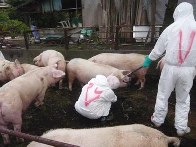 口蹄疫疫情 马鞍山口蹄疫疫情 556头猪发病多头死亡