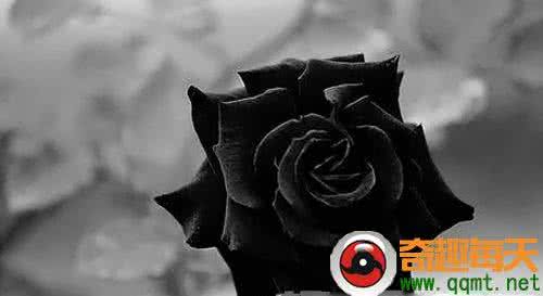 黑玫瑰存在吗 最冷艳的玫瑰:世界上真的存在黑玫瑰吗?