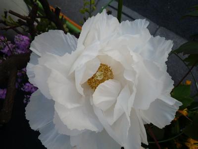 中国十大名花的花语 诗词中的香艳“中国十大名花”
