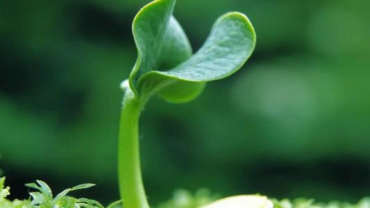 紫菜苔 生长延缓剂处理紫菜苔代替人工去叶研究