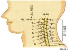 颈椎病中医治疗方法 近5年颈椎病中医外治法概述