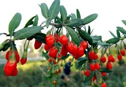 一张图读懂中医药改革 【中药佳品】一张图推荐《常被人丢掉的“废物” 原来是珍贵的补肾宝》让你健康愉快！