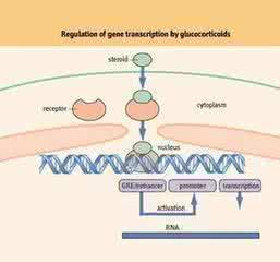 糖皮质激素的作用 糖皮质激素 糖皮质激素有什么作用