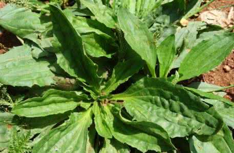 降尿酸最好的中草药 4月路边牛都爱吃的草药，上火 尿黄 虚胖 疲倦的人极爱这美味