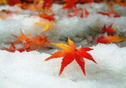 梧桐细雨编织博客 深秋梧桐细雨时，静听情心叮咚敲［心情美文］