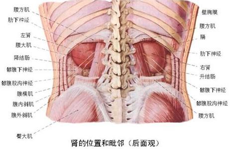 导致坐骨神经痛的原因 腰椎间盘突出是导致坐骨神经痛的元凶？