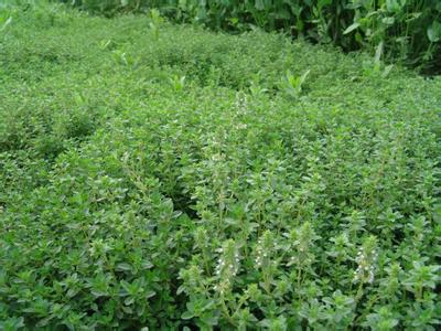 铺地百里香招大黄蜂 铺地百里香