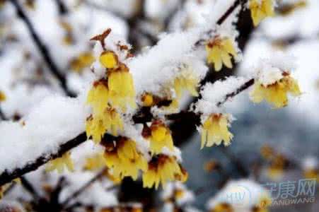 梦见雪地开花 梦见开花 梦见雪中开花
