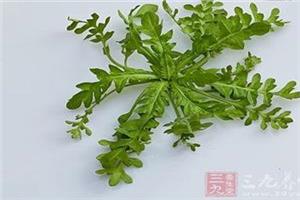 采野菜 皮炎怎么治 春季采食野菜慎防患皮炎