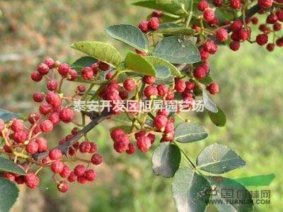 花椒树叶的功效与作用 花椒的功效与作用 花椒树及花椒的形态和功效