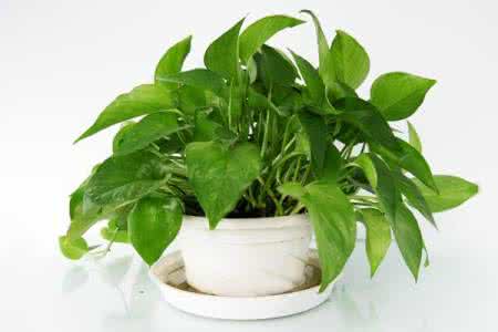 绿萝如何换盆视频教程 教你如何给绿萝换盆的方法