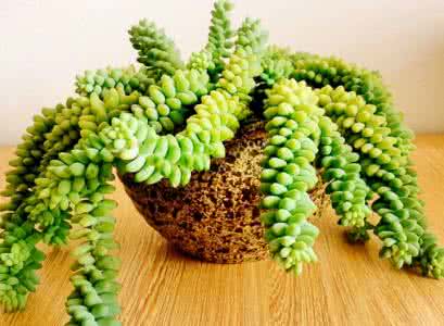 多肉植物种植 多肉植物种植 植物种植范围