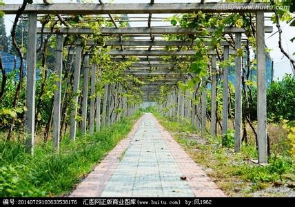 自家院子葡萄架怎么搭 院子弄个葡萄架好不好 葡萄酒架怎么样 葡萄酒架好不好