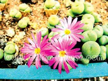 生石花栽培技术 生石花的夏季栽培管理