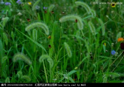 梭鱼草 在草丛间飞舞的蓝色小鸟梭鱼草