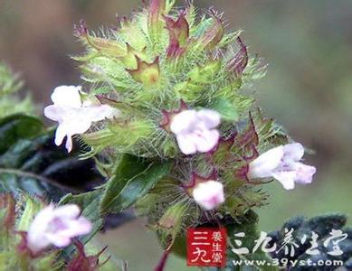 细风轮菜 光风轮菜