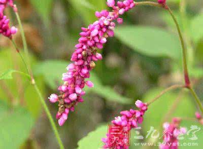 水红花子的功效与作用 水红花子的功效与作用 水红花子有毒性和它的功效