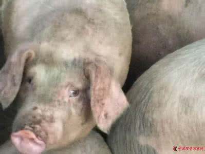 德州金锣 口蹄疫病猪疑似流入金锣德州工厂