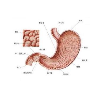 胃十二指肠溃疡 图文：治胃及十二指肠溃疡奇方