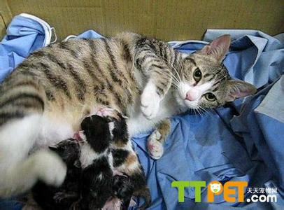 小猫断奶后吃什么 小猫断奶后饮食要营养均衡