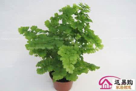 铁线蕨有什么作用 铁线蕨的花语