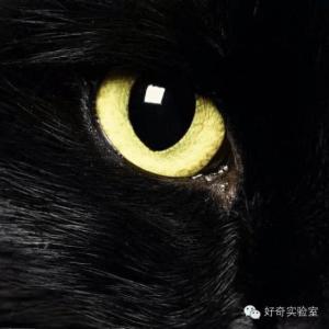 电子猫眼 不安全 你家的猫眼安全吗？揭秘猫眼**