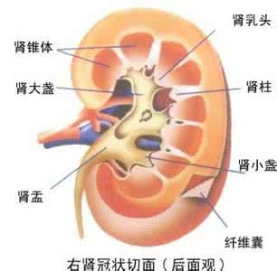 慢性肾炎的治疗方法 急慢性肾炎 它的治疗方法有哪些