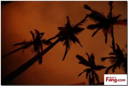 棕榈花棒针编织图解 棒针模式----“棕榈之夜”