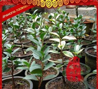 一片叶子落下来 这6种花卉,捡一片叶子,就可以养1000年!