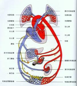 下肢血液循环差的原因 影响血液循环致脱发的原因