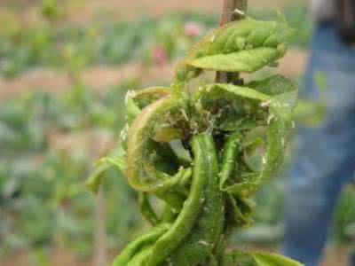 一种消灭蚜虫的好方法 蚜虫怎么治 一种消灭蚜虫的好方法