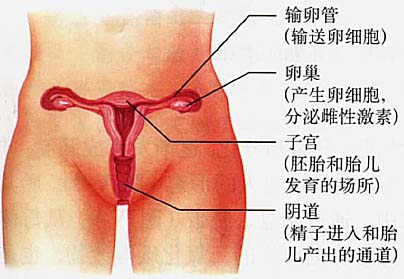 女性正常的分泌物图片 有些女性没阴毛正常吗 什么原因