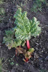 大黄种植技术 食用大黄种植 食用大黄