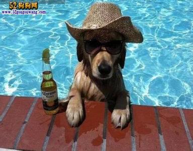 蔡依林为爱犬庆生 当您的爱犬出现以下症状时应立即去看兽医