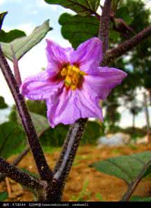 紫色圆茄子的做法大全 紫色的茄子花