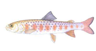 秦岭山中的军事禁区 秦岭细鳞鲑