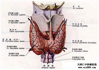 甲状腺癌根治术 甲状腺癌根治术 怎样才能治疗甲状腺癌