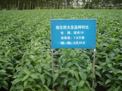 大豆高产栽培技术 绥农36大豆高产栽培技术
