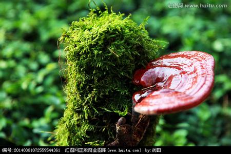 问道灵芝仙草怎么获得 “仙草”灵芝到底有什么神奇功效