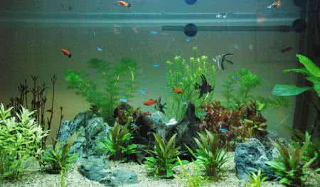 昆明鱼缸清洗 鱼缸清洗 如何清洗水族箱鱼缸