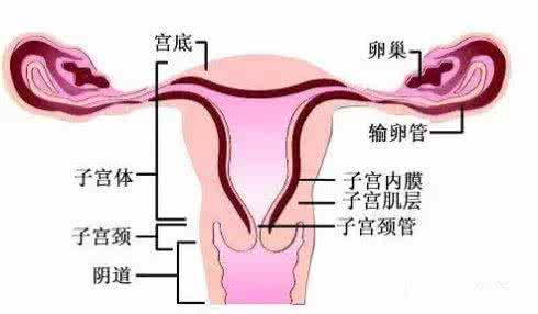 子宫排毒最有效的方法 子宫不排毒,身体就变成垃圾场,女人你懂吗?